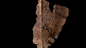 Capsule temporelle antique : des scientifiques découvrent de l'ADN dans une carapace de tortue vieille de 6 millions d'années