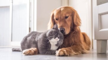 Cat and Dog