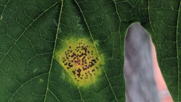Powdery Mildew on Maple Vancouver