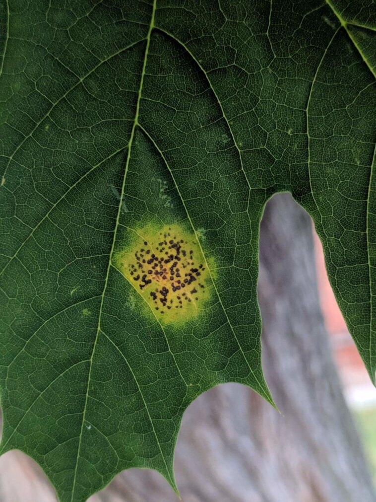Powdery Mildew on Maple Vancouver