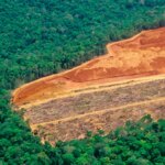 De la crise à la guérison : des tactiques innovantes pour lutter contre la déforestation mondiale Deforestation in Amazon