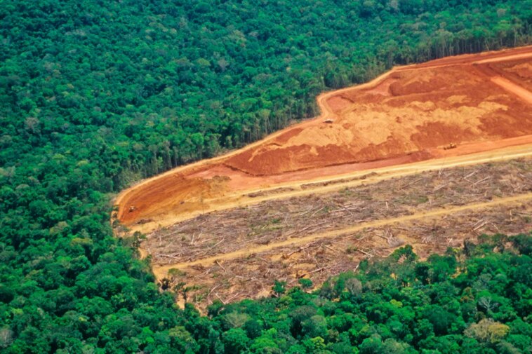 De la crise à la guérison : des tactiques innovantes pour lutter contre la déforestation mondiale Deforestation in Amazon