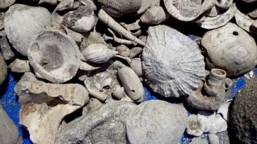 « Découverte unique » – Des scientifiques découvrent un trésor fossile sous une canalisation d’eaux usées