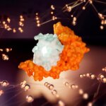 Découvrir le mystère génétique : pourquoi certains ne présentent jamais de symptômes du COVID-19 Human Leukocyte Antigen B Interacts With SARS-CoV-2