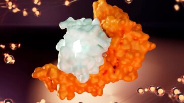 Human Leukocyte Antigen B Interacts With SARS-CoV-2