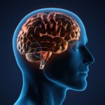 Human Brain Anatomy Illustration