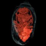 Des abeilles « momifiées » du temps des pharaons découvertes au Portugal Male Eucera Inside Its Nest