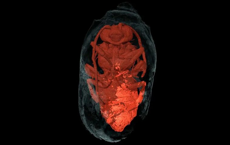 Des abeilles « momifiées » du temps des pharaons découvertes au Portugal Male Eucera Inside Its Nest