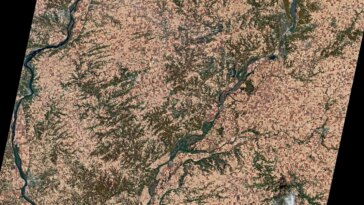 Des champs aux fêtes : la maîtrise de l'Illinois dans la production de citrouilles