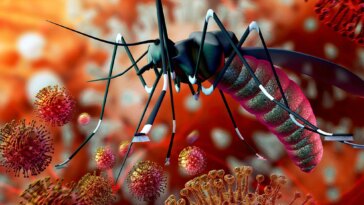 Zika Malaria Mosquito Virus Concept Illustration