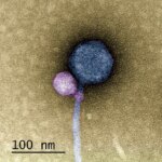 Virus Attaching to Another Virus Art Concept