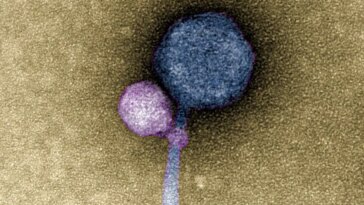 Virus Attaching to Another Virus Art Concept