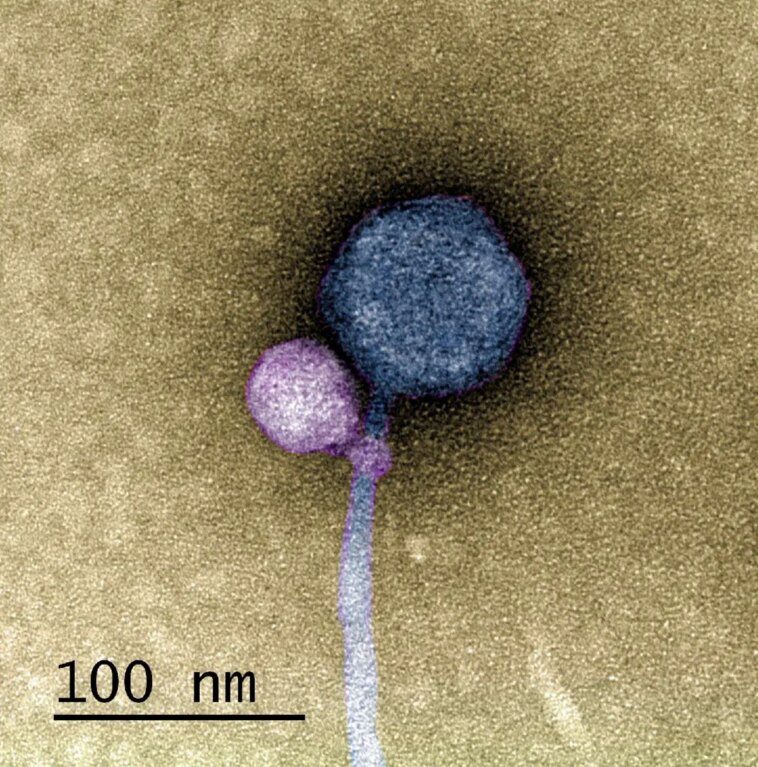 Virus Attaching to Another Virus Art Concept