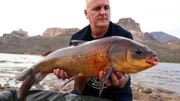 Century Old Buffalofish