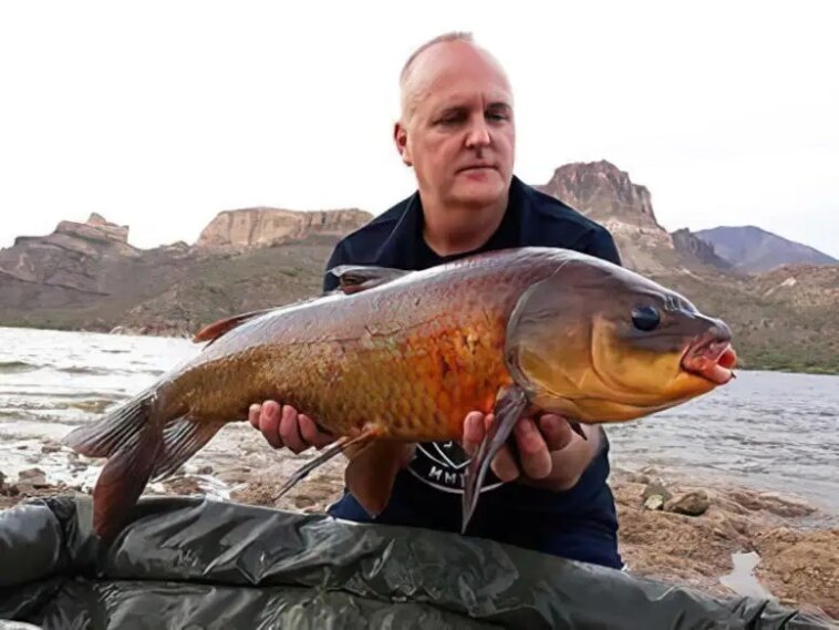 Century Old Buffalofish