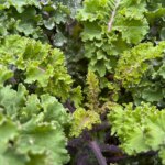 Effets glacials : comment le temps froid modifie le profil nutritionnel du chou frisé