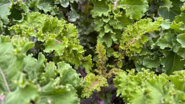 Effets glacials : comment le temps froid modifie le profil nutritionnel du chou frisé