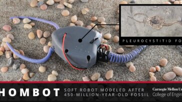 Faire revivre l’histoire : un organisme vieux de 450 millions d’années trouve une nouvelle vie dans Softbotics