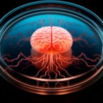 La fonction clé de la microglie dans le développement du cerveau découverte Brain Organoid Petri Dish Art Concept