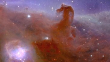 Euclid Horsehead Nebula