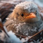 Bird Nest Snow