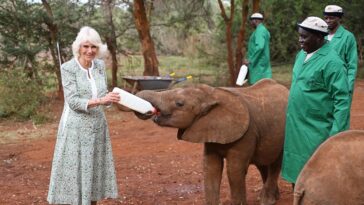 La reine Camilla nourrit un bébé éléphant lors de sa visite au Kenya
