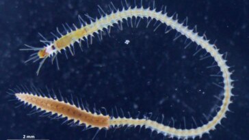 Le cas bizarre des mégots de vers marins qui nagent : le truc le plus étrange de la nature