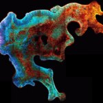 Le cerveau imite dans un plat : l'aube des organoïdes de nouvelle génération pour modéliser les tumeurs cérébrales pédiatriques Brain Organoid Model Extended Neuroepithelium