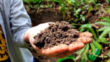 Amazon Dark Earth Boosts Tree Growth