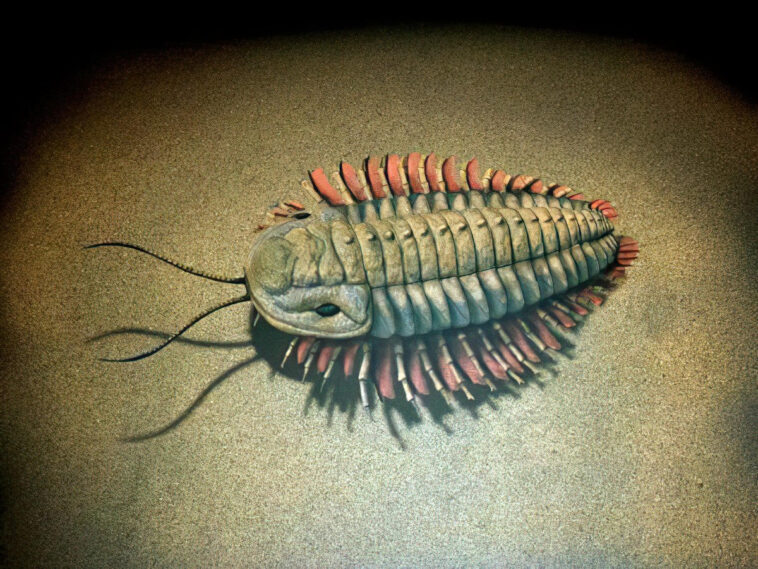 Trilobite Illustration