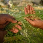 Teff Grown by Researchers