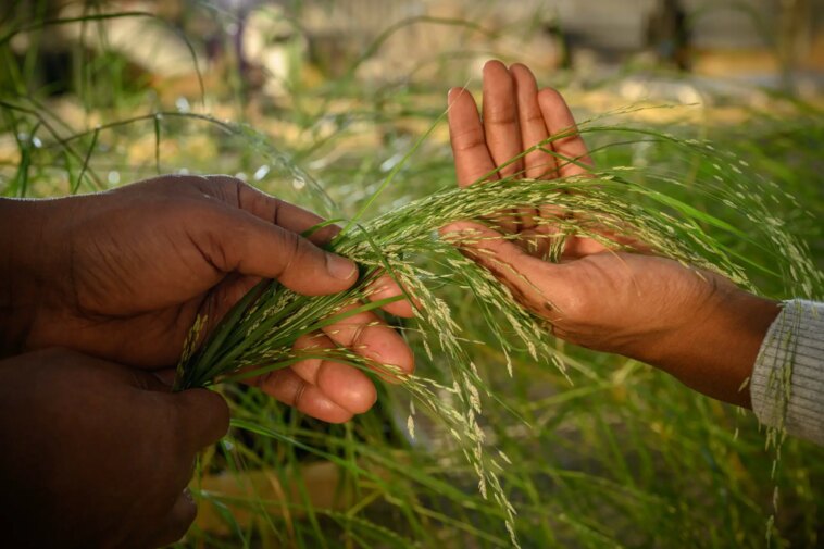 Les céréales africaines sans gluten possèdent des propriétés antioxydantes Teff Grown by Researchers