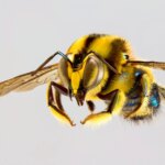 Trichocolletes burnsi