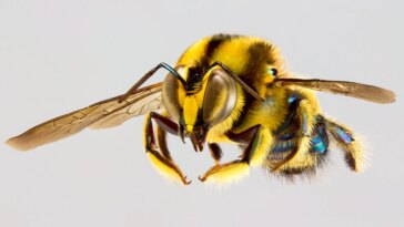 Trichocolletes burnsi
