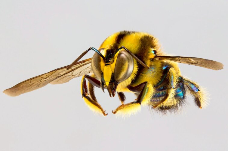 Les données mondiales sur les abeilles reçoivent un coup de pouce : BeeBCD est lancé pour combler les lacunes scientifiques Trichocolletes burnsi