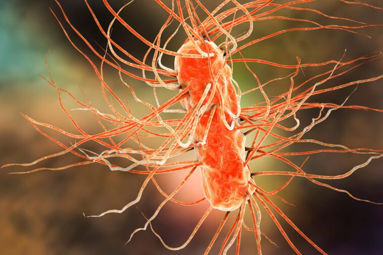 Ce médicament courant pourrait sauver un demi-million de vies chaque année – alors pourquoi pas ? Escherichia E coli Bacteria Illustration