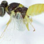 Modification fondamentale de la pensée antérieure – deux espèces d’abeilles ne font plus qu’une