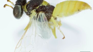 Modification fondamentale de la pensée antérieure – deux espèces d’abeilles ne font plus qu’une