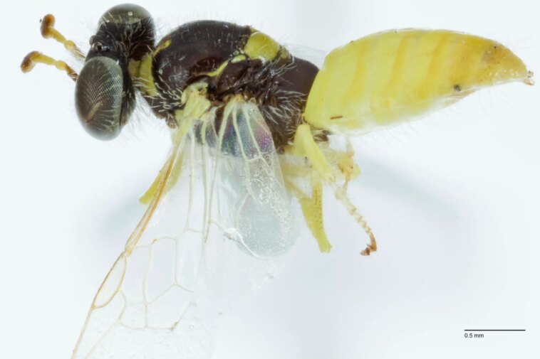 Modification fondamentale de la pensée antérieure – deux espèces d’abeilles ne font plus qu’une