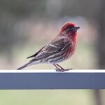 Paradoxe à plumes : les habitudes sociales inattendues des pinsons malades House Finch