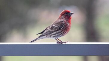 House Finch
