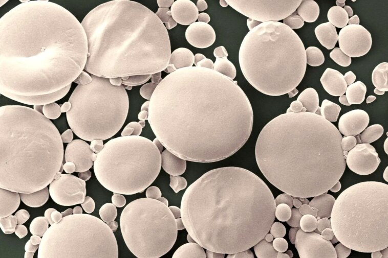 Wheat Starch Granules Microscope