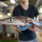 Percer les secrets de la peau de requin : le prochain miracle médical ? Percer les secrets de la peau de requin : le prochain miracle médical ?