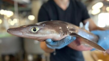 Percer les secrets de la peau de requin : le prochain miracle médical ?