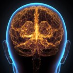 Human Brain Neural Network Cerebral Cortex