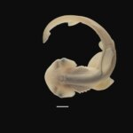 Regardez : Comment les requins-marteaux obtiennent leur marteau avec des détails époustouflants Regardez : Comment les requins-marteaux obtiennent leur marteau avec des détails époustouflants