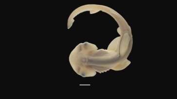 Regardez : Comment les requins-marteaux obtiennent leur marteau avec des détails époustouflants