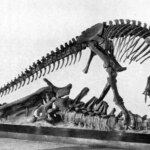 Se régaler de titans : les carcasses de dinosaures géants auraient pu être une source de nourriture importante pour les prédateurs du Jurassique Skeletal Mount of Allosaurus Specimen