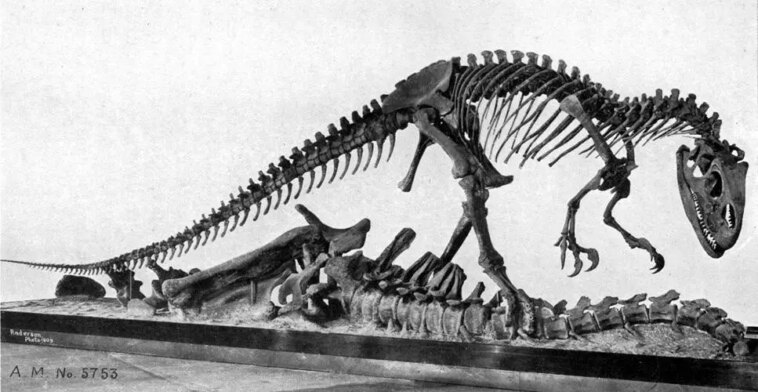 Se régaler de titans : les carcasses de dinosaures géants auraient pu être une source de nourriture importante pour les prédateurs du Jurassique Skeletal Mount of Allosaurus Specimen