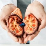 Kidney Disease Anatomy